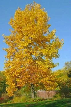 Tulip Poplar Tree (Liriodendron Tulipifera) - 3 Pack Of 1.5 Quart Pots -Garden Supplies Sales 2024 liriodendron tulipifera yellow tulip poplar flower 7 1