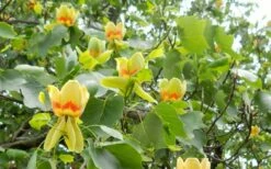 Tulip Poplar Tree - 1 Gallon Pot -Garden Supplies Sales 2024 liriodendron tulipifera yellow tulip poplar flower 8