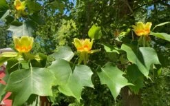 Tulip Poplar Tree (Liriodendron Tulipifera) - 3 Pack Of 1.5 Quart Pots -Garden Supplies Sales 2024 liriodendron tulipifera yellow tulip poplar flower 9 1