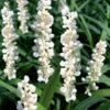 Monroe's White Liriope (Lilyturf) - 1 Gallon Pot -Garden Supplies Sales 2024 liriope muscari monroes white lily turf 20