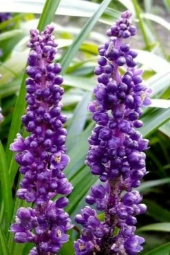 Royal Purple Liriope - Lilyturf - 18 Count Flats Of Pint Pots -Garden Supplies Sales 2024 liriope muscari royal purple lilyturf 103