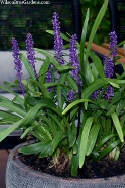 Royal Purple Liriope - Lilyturf - 18 Count Flats Of Pint Pots -Garden Supplies Sales 2024 liriope muscari royal purple lilyturf 106