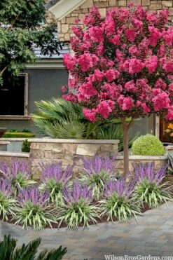 Variegated Liriope (Monkey Grass / Lilyturf) - 1 Gallon Pot -Garden Supplies Sales 2024 liriope muscari variegata variegated liriope lilyturf 2