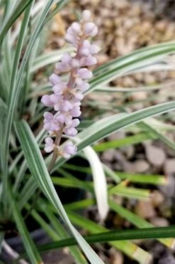 Silver Dragon Liriope - Lilyturf - 6 Pack Of Pint Pots -Garden Supplies Sales 2024 liriope spicata silver dragon lilyturf 100