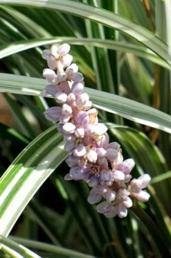 Silver Dragon Liriope - Lilyturf - 6 Pack Of Pint Pots -Garden Supplies Sales 2024 liriope spicata silver dragon lilyturf 102