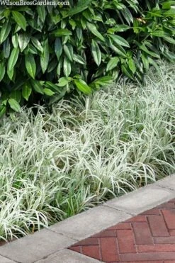 Silver Dragon Liriope - Lilyturf - 6 Pack Of Pint Pots -Garden Supplies Sales 2024 liriope spicata silver dragon lilyturf 106