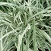 Silver Dragon Liriope - Lilyturf - 6 Pack Of Pint Pots 1 Silver Dragon Liriope - Lilyturf - 6 Pack Of Pint Pots -Garden Supplies Sales 2024 liriope spicata silver dragon lilyturf 107