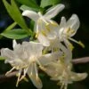 Fragrant Winter Honeysuckle Bush (Lonicera Fragrantissima) - 3 Gallon Pot -Garden Supplies Sales 2024 lonicera fragrantissima winter honeysuckle 12