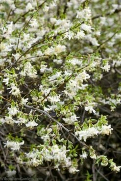 Fragrant Winter Honeysuckle Bush (Lonicera Fragrantissima) - 3 Gallon Pot -Garden Supplies Sales 2024 lonicera fragrantissima winter honeysuckle 14