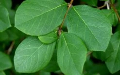 Fragrant Winter Honeysuckle Bush (Lonicera Fragrantissima) - 3 Gallon Pot -Garden Supplies Sales 2024 lonicera fragrantissima winter honeysuckle 18