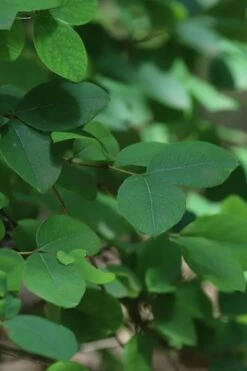 Fragrant Winter Honeysuckle Bush (Lonicera Fragrantissima) - 3 Gallon Pot -Garden Supplies Sales 2024 lonicera fragrantissima winter honeysuckle 19