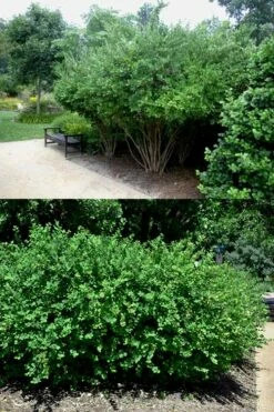 Fragrant Winter Honeysuckle Bush (Lonicera Fragrantissima) - 3 Gallon Pot -Garden Supplies Sales 2024 lonicera fragrantissima winter honeysuckle 22