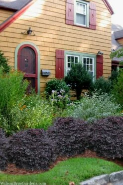 Cerise Charm Dwarf Loropetalum - 3 Gallon Pot -Garden Supplies Sales 2024 loropetalum cerise charm 3 1