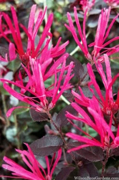 Cerise Charm Dwarf Loropetalum - 6 Pack Of 1 Gallon Pots -Garden Supplies Sales 2024 loropetalum cerise charm 4 2