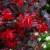 Ever Red Loropetalum (Chinese Fringeflower) - 2 Gallon Pot -Garden Supplies Sales 2024 loropetalum ever red 20