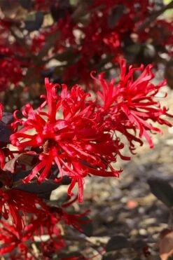 Ever Red Loropetalum (Chinese Fringeflower) - 2 Gallon Pot -Garden Supplies Sales 2024 loropetalum ever red 21