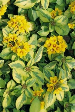 Waikiki Sunset Lysimachia - 5 Pack Of Quart Pots -Garden Supplies Sales 2024 lysimachia