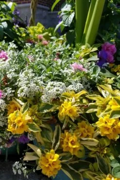 Waikiki Sunset Lysimachia - 5 Pack Of Quart Pots -Garden Supplies Sales 2024 lysimachia waikiki sunset 2