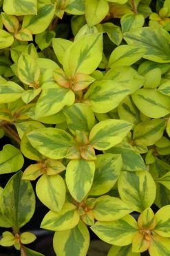 Waikiki Sunset Lysimachia - 5 Pack Of Quart Pots -Garden Supplies Sales 2024 lysimachia waikiki sunset 3