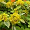 Waikiki Sunset Lysimachia - 5 Pack Of Quart Pots -Garden Supplies Sales 2024 lysimachia waikiki sunset 4