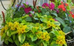 Waikiki Sunset Lysimachia - 5 Pack Of Quart Pots -Garden Supplies Sales 2024 lysimachia waikiki sunset 5