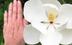 Edith Bogue Cold Hardy Evergreen Magnolia - 3 Gallon Pot (3-4') -Garden Supplies Sales 2024 magnolia edith bogue 3