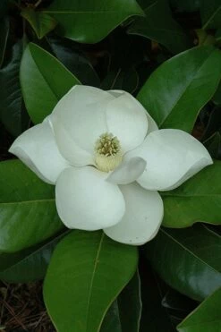 Edith Bogue Cold Hardy Evergreen Magnolia - 3 Gallon Pot (3-4') -Garden Supplies Sales 2024 magnolia edith bogue 5