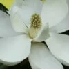 Edith Bogue Cold Hardy Evergreen Magnolia - 7 Gallon Pot -Garden Supplies Sales 2024 magnolia edith bogue 6 1