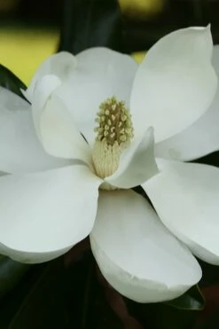 Edith Bogue Cold Hardy Evergreen Magnolia - 7 Gallon Pot