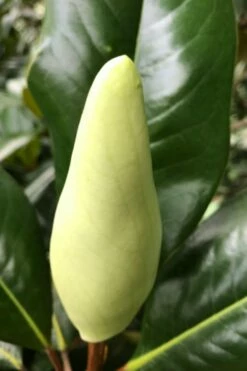 Edith Bogue Cold Hardy Evergreen Magnolia - 3 Gallon Pot (3-4') -Garden Supplies Sales 2024 magnolia edith bogue bud 1