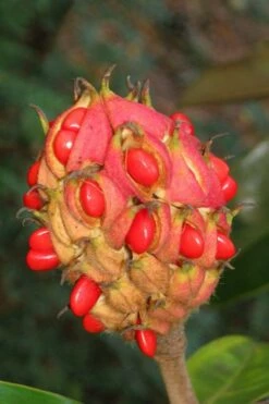 Edith Bogue Cold Hardy Evergreen Magnolia - 3 Gallon Pot (3-4') -Garden Supplies Sales 2024 magnolia edith bogue fruit 1