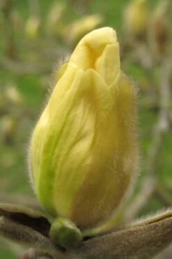 Elizabeth Magnolia (Tulip Tree) - 5 Gallon Pot -Garden Supplies Sales 2024 magnolia elizabeth 10