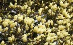 Elizabeth Magnolia (Tulip Tree) - 5 Gallon Pot -Garden Supplies Sales 2024 magnolia elizabeth 15