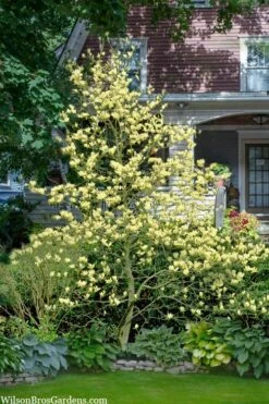 Elizabeth Magnolia (Tulip Tree) - 5 Gallon Pot -Garden Supplies Sales 2024 magnolia elizabeth 16