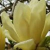 Elizabeth Magnolia (Tulip Tree) - 5 Gallon Pot -Garden Supplies Sales 2024 magnolia elizabeth 17
