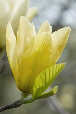Elizabeth Magnolia (Tulip Tree) - 5 Gallon Pot -Garden Supplies Sales 2024 magnolia elizabeth 2