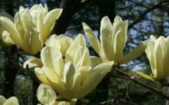 Elizabeth Magnolia (Tulip Tree) - 5 Gallon Pot -Garden Supplies Sales 2024 magnolia elizabeth 4
