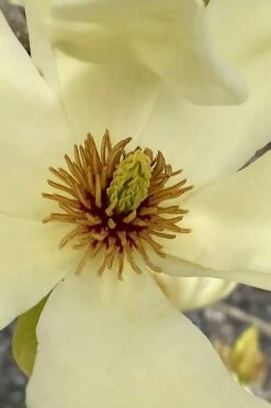 Elizabeth Magnolia (Tulip Tree) - 5 Gallon Pot -Garden Supplies Sales 2024 magnolia elizabeth 6