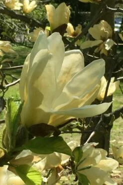Elizabeth Magnolia (Tulip Tree) - 5 Gallon Pot -Garden Supplies Sales 2024 magnolia elizabeth 8