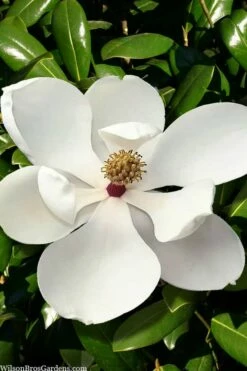 Greenback Southern Magnolia - 3 Gallon Pot -Garden Supplies Sales 2024 magnolia grandiflora mgtig greenback 2
