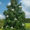 Greenback Southern Magnolia - 3 Gallon Pot -Garden Supplies Sales 2024 magnolia grandiflora mgtig greenback 3