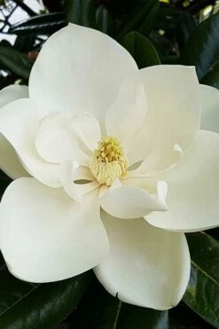 Southern Magnolia Tree - 5 Gallon Pot -Garden Supplies Sales 2024 magnolia grandiflora southern magnolia 1