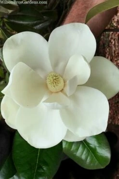Southern Magnolia Tree - 5 Gallon Pot -Garden Supplies Sales 2024 magnolia grandiflora southern magnolia 2