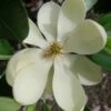 Green Shadow Sweetbay Magnolia Tree (Magnolia Virginiana) - 1 Gallon Pot -Garden Supplies Sales 2024 magnolia green shadow sweetbay flower