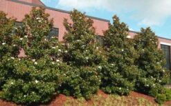 Kay Parris Southern Magnolia - 3 Gallon Pot -Garden Supplies Sales 2024 magnolia little gem 11 1