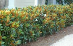 Little Gem Dwarf Southern Magnolia - 1 Gallon Pot -Garden Supplies Sales 2024 magnolia little gem 12