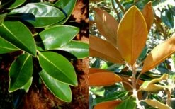 Little Gem Dwarf Southern Magnolia - 1 Gallon Pot -Garden Supplies Sales 2024 magnolia little gem 16