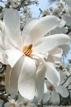 Dr. Merrill Magnolia Tree - 7 Gallon Pot (6-7') -Garden Supplies Sales 2024 magnolia loebneri dr merrill 10