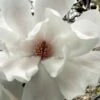 Dr. Merrill Magnolia Tree - 7 Gallon Pot (6-7') -Garden Supplies Sales 2024 magnolia loebneri dr merrill 11