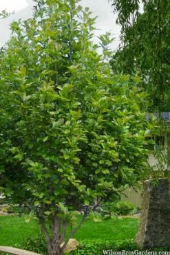 Dr. Merrill Magnolia Tree - 7 Gallon Pot (6-7') -Garden Supplies Sales 2024 magnolia loebneri dr merrill 12